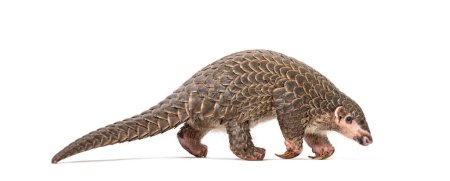 Photo for Ten months old pangopup, Chinese pangolins, Manis pentadactyla, isolated on white - Royalty Free Image