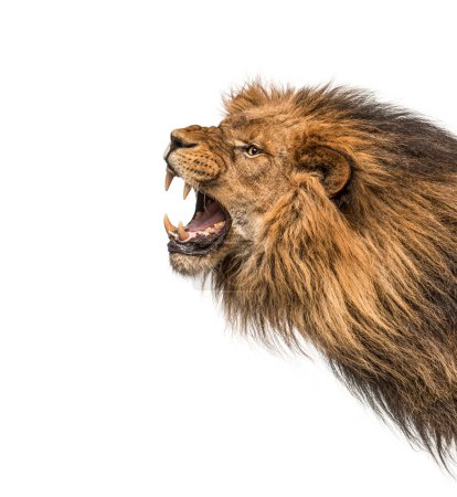 Photo for Head shot of a furious Lion roaring, Panthera Leo, isolated on white. Remastered version - Royalty Free Image