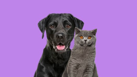 Photo for Close-up of a Happy panting black Labrador dog and British Shorthair cat looking at the camera, isolated on purple - Royalty Free Image