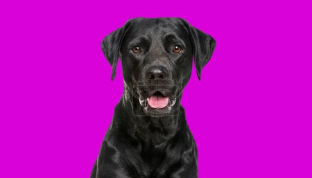 Téléchargez les photos : Gros plan d'un heureux chien Labrador noir haletant regardant la caméra, isolé sur violet - en image libre de droit