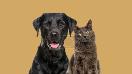 Téléchargez les photos : Gros plan d'un chien Labrador noir haletant heureux et d'un chat coon maine bleu regardant la caméra, isolé sur le pastel brun - en image libre de droit