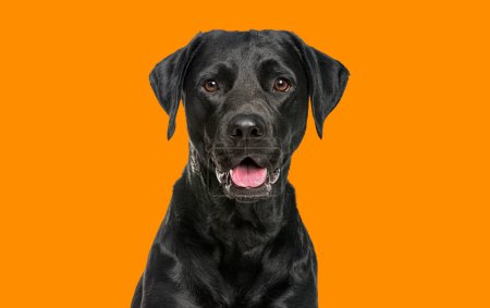 Photo for Close-up of a Happy panting black Labrador dog looking at the camera, isolated on orange background - Royalty Free Image