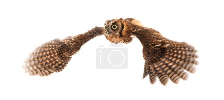 Tropical screech owl, Megascops choliba, flying Wings spread, isolated on white