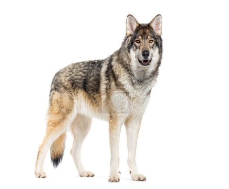 Téléchargez les photos : Timber Shepherd une sorte de Wolfdog, regardant la caméra, isolé sur blanc - en image libre de droit