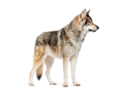 Photo for Side view of a Timber Shepherd a kind of Wolfdog, looking away, Isolated on white - Royalty Free Image