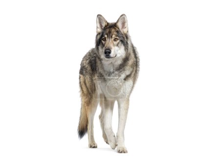 Téléchargez les photos : Alerte loup gris se tient debout et marche attentivement, isolé sur blanc - en image libre de droit