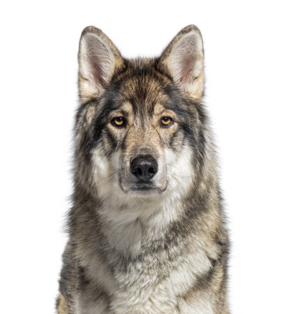 Téléchargez les photos : Image en gros plan d'un loup gris captivant au regard perçant, isolé sur blanc - en image libre de droit