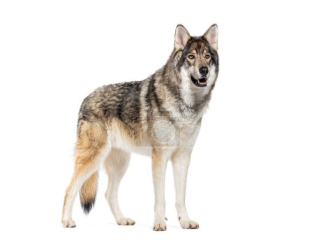 Téléchargez les photos : Vue latérale d'un berger de bois une sorte de Wolfdog, ressemblant à un loup,, Isolé sur blanc - en image libre de droit