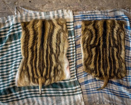 Foto de Secado de la piel de jabalí para ser curtido, tratado y utilizado para una creación. Las pieles vienen de la caza furtiva - Imagen libre de derechos