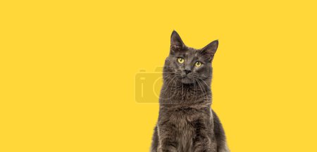 Photo for Head shot of a yellow eyed Maine Coon cat looking up against a vibrant yellow background, banner - Royalty Free Image