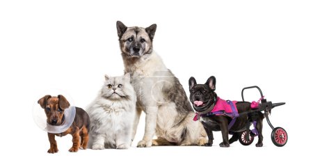 Téléchargez les photos : Groupe inclusif d'animaux malades et en mauvaise santé, avec un chien en fauteuil roulant, un chat et un chien aveugle dans un œil, et un chien portant un cône. - en image libre de droit