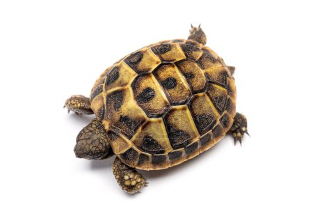 Téléchargez les photos : Plan du haut de la tortue d'un jeune Hermann, Testudo hermanni, isolé sur blanc - en image libre de droit