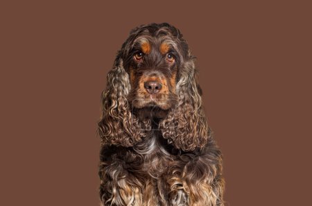 Photo for Head shot of a English cocker spaniel looking at the camera, against brown background - Royalty Free Image