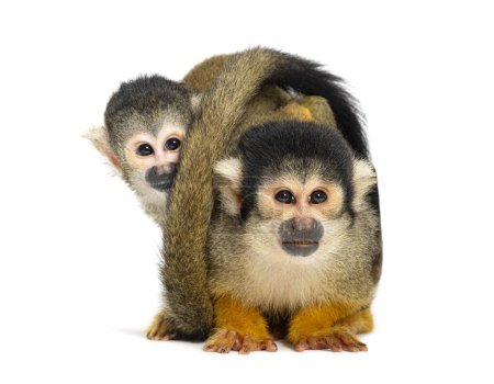 front view of mother and baby Black-capped squirrel monkey on its back, Saimiri boliviensis
