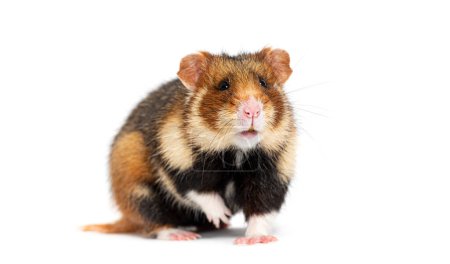 Téléchargez les photos : Hamster européen pataugeant et regardant la caméra, Cricetus cricetus, isolé sur blanc - en image libre de droit