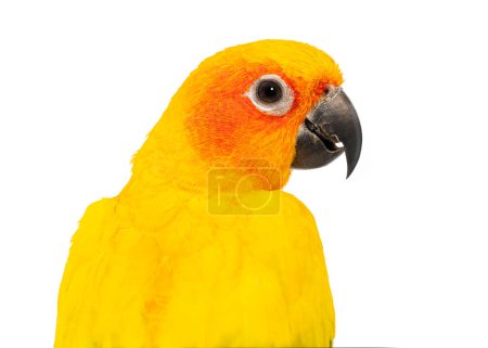 Téléchargez les photos : Gros plan Plan de la tête d'un perroquet conure de soleil coloré, Aratinga solstitialis, sur un fond blanc pur - en image libre de droit