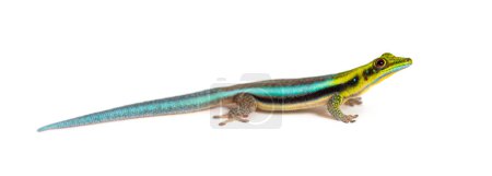 Téléchargez les photos : Vue latérale d'un gecko à tête jaune, Phelsuma klemmeri, isolé sur blanc - en image libre de droit