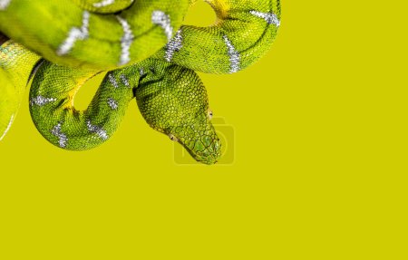 Photo for Head shot of an Adult Emerald tree boa, Corallus caninus, on green backgroung, showcasing its scales and color - Royalty Free Image