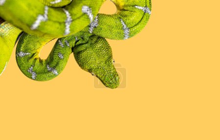 Photo for Head shot of an Adult Emerald tree boa, Corallus caninus, on orange backgroung, showcasing its scales and color - Royalty Free Image