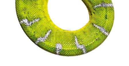 Macro shot of a vivid green Adult Emerald tree boa, Corallus caninus, skin with intricate scale patterns, isolated on white