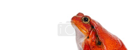 Téléchargez les photos : Prise de vue de la tête, portrait latéral d'une grenouille tomate de Madagascar, Dyscophus antongilii, isolée sur blanc - en image libre de droit