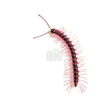 Top view of a Desmoxytes planata Millipede, isolated on white background