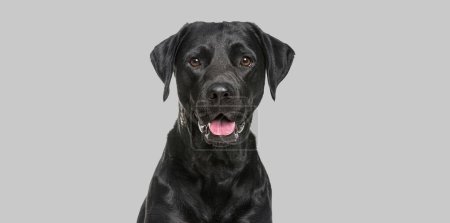 Photo for Close-up of a Happy panting black Labrador dog looking at the camera on a gray background - Royalty Free Image