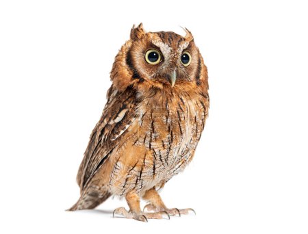 Photo for Tropical screech owl, Megascops choliba, isolated on white - Royalty Free Image