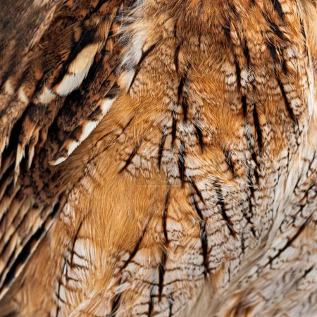 owl feathers close up, Background