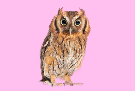 Tropical screech owl, Megascops choliba, looking at the camera, isolated on pink
