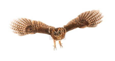 Photo for Tropical screech owl, Megascops choliba, flying Wings spread, isolated on white - Royalty Free Image