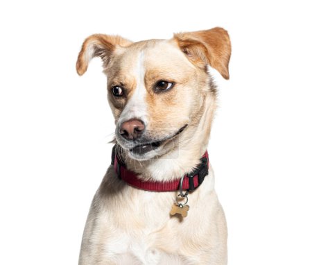 Adorable medium-sized mongrel dog with tan coat and red collar posing for a studio portrait on a neutral white background. Looking attentively away