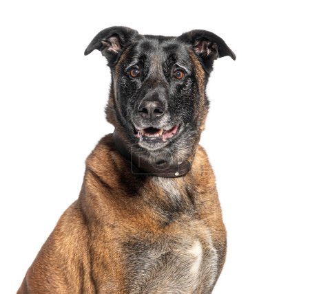 Foto de Primer plano de un perro de raza mixta marrón y negro con un collar, mirando alerta, aislado en blanco - Imagen libre de derechos