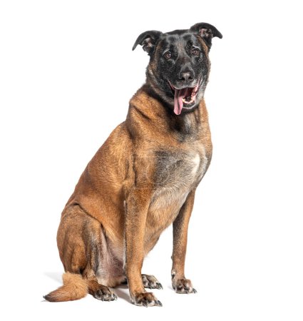 Foto de Alegre perro de raza mixta se sienta con atención con una expresión lúdica, aislado en blanco - Imagen libre de derechos