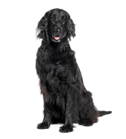 Photo for Portrait of a calm black dog sitting isolated on a black background - Royalty Free Image