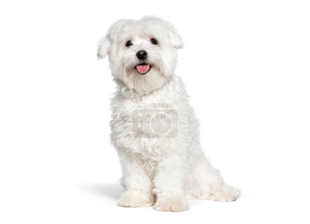 Photo for Cute Maltese dog panting, sitting and looking at the camera, Isolated on white - Royalty Free Image