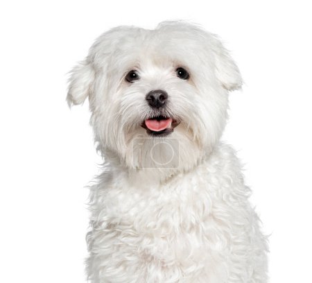Photo for Maltese dog panting and looking at the camera, Isolated on white - Royalty Free Image
