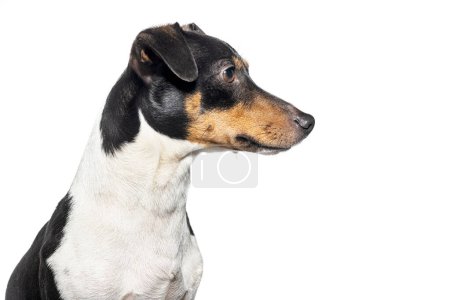 Photo for Head shot portrait of a Jack russell terrier side view looking away, Isolated on white - Royalty Free Image