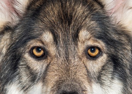Foto de Captura de la cabeza de un pastor maderero una especie de perro lobo muy similar a un lobo, mirando a la cámara, - Imagen libre de derechos