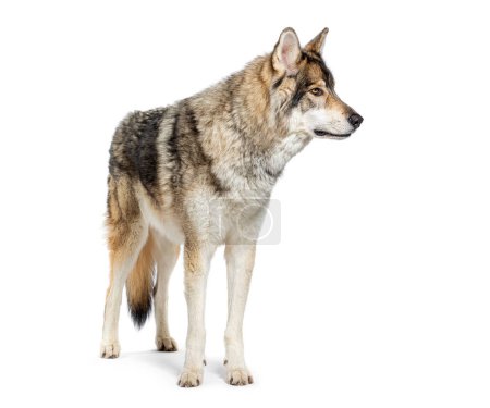 Foto de Vista lateral de un pastor maderero una especie de perro lobo, mirando hacia otro lado, aislado en blanco - Imagen libre de derechos