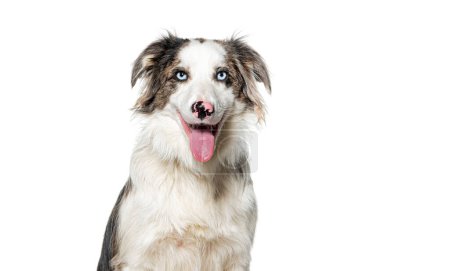 Cheerful Sable Merle border collie with a tongue out, isolated on white