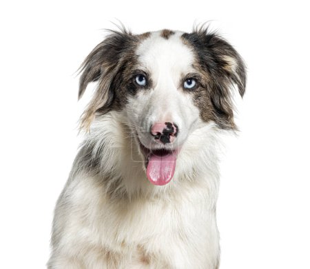 Portrait of a smiling border collie with distinct blue eyes, isolated on white