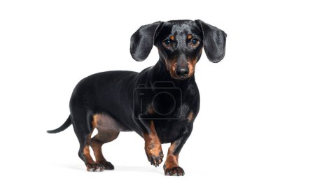 Black dachshund dog standing alert and looking at the camera on a white background