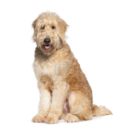 Photo for Cute and fluffy goldendoodle dog sitting isolated on white, looking at camera with a friendly gaze - Royalty Free Image