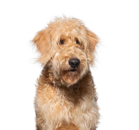 Foto de Retrato de cerca de un adorable cachorro de orodonte joven con piel de color crema esponjosa, sentado obedientemente sobre un fondo blanco, mirando a la cámara con sus ojos marrones amigables - Imagen libre de derechos