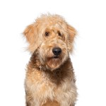 Close up portrait of an adorable young goldendoodle puppy with fluffy cream colored fur, sitting obediently on a white background, looking at the camera with its friendly brown eyes