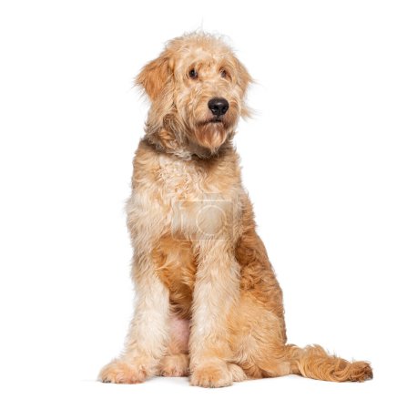 Photo for Cute goldendoodle pup poses seated against a white background - Royalty Free Image