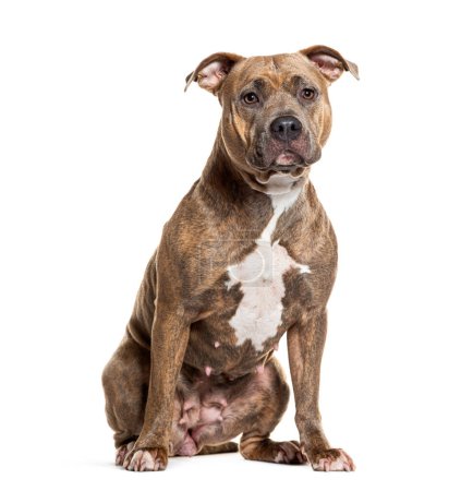 Photo for Portrait of a focused brindle Amstaff sitting elegantly against a pure white backdrop - Royalty Free Image