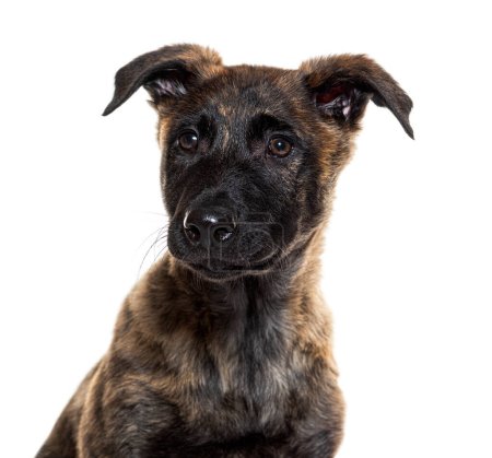 Foto de Retrato en la cabeza de un cachorro pastor holandés, aislado en blanco - Imagen libre de derechos