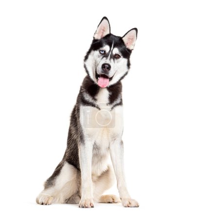 Photo for Siberian Husky sitting panting and looking at the camera, isolated on white - Royalty Free Image
